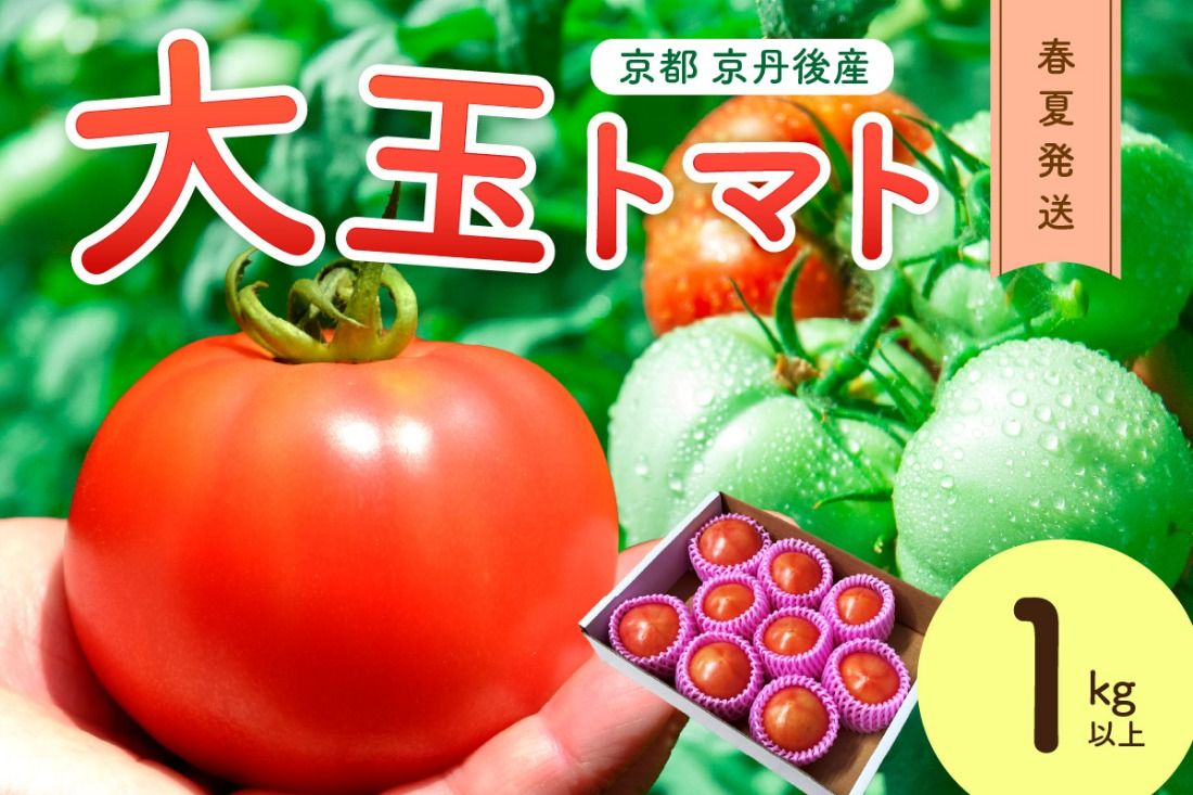 [ふるプレ限定品][特別寄附額][先行予約]京丹後産 大玉トマト 1kg以上 春夏発送(2026年5月中旬〜発送) MY00013P