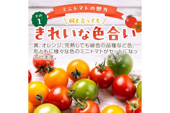 【先行予約】訳あり 宝石のような輝き！カラフルミニトマト 約1.5kg（秋冬）（2026年10月上旬～発送）　MY00004