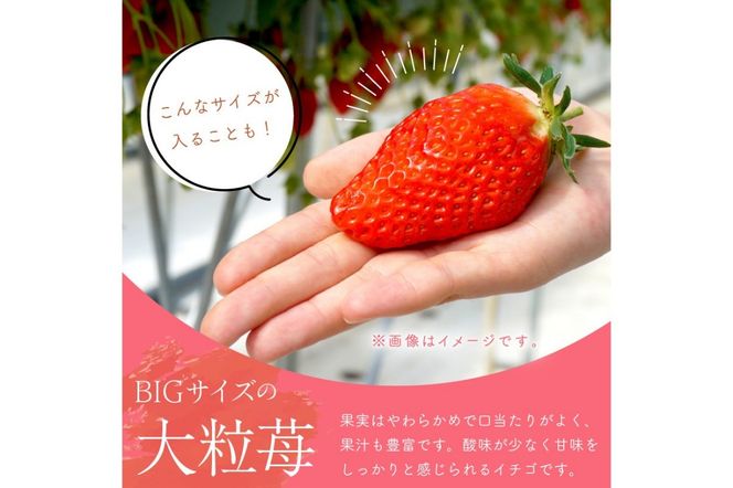【京丹後産いちご章姫】農園直送便！新鮮大粒いちご 2パック ギフト箱入り／北畿水産　HK00159