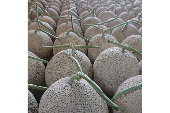 【先行予約／数量限定15】カスタネットメロン1玉(2026年7月中旬～発送)　FK00013