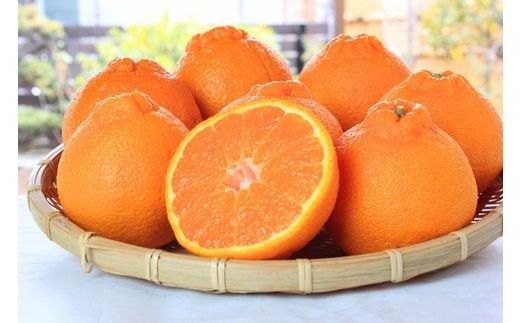  【ご家庭用訳あり】紀州有田産不知火(しらぬひ) 約8.5kg【予約】　※2026年2月中旬頃〜2026年3月中旬頃に順次発送予定(お届け日指定不可) / 果物 フルーツ くだもの ミカン 不知火 デ