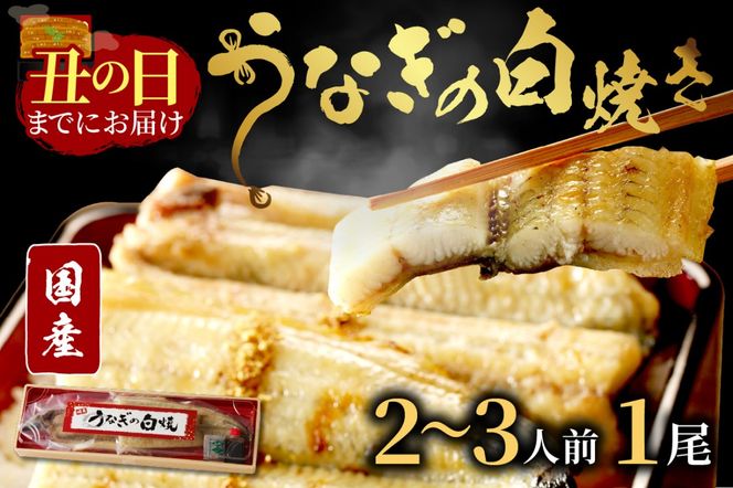 【土用の丑の日までに届く！】うなぎの白焼き2～3人前(1尾) ふるさと納税 ウナギ 鰻 白焼 しらやき タレ 国産 うなぎ 鰻 惣菜 京都 ギフト 贈り物 お祝い　AN00085