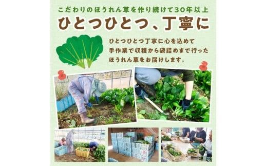 【予約：2026年6月中旬から順次発送】北海道北見産 朝採れ ほうれん草 1kg 200g×5袋 ( 新鮮 採れたて ホウレンソウ ほうれんそう ハウス栽培 )【164-0008-2025】
