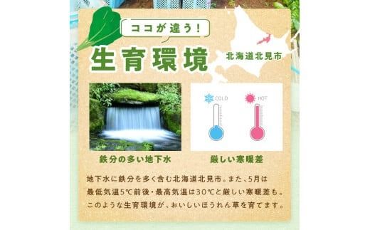 【予約：2026年6月中旬から順次発送】北海道北見産 朝採れ ほうれん草 1kg 200g×5袋 ( 新鮮 採れたて ホウレンソウ ほうれんそう ハウス栽培 )【164-0008-2025】