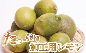 ＜先行予約＞加工用 黒潮レモン2.5kg+75g（傷み補償分）【和歌山有田産】【防腐剤・WAX不使用、安心の国産レモン】【わけあり・訳ありレモン】【果汁用】【ikd032B】