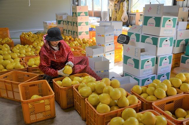 【先行予約受付中 2026年発送】森下さん家の(家庭用)土佐文旦(約5kg/8～12玉) 　フルーツ 果物 新鮮 柑橘