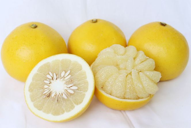 【先行予約受付中 2026年発送】森下さん家の土佐文旦(約10kg/16～23玉) 　フルーツ 果物 新鮮 産直 柑橘