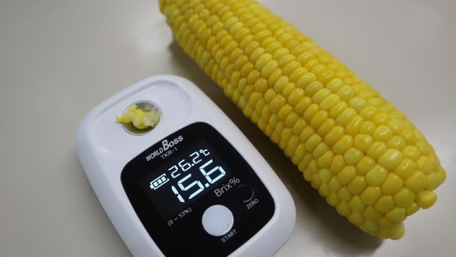 【2026年発送 先行受付】【期間限定】山中さんの朝採れ　スイートコーン