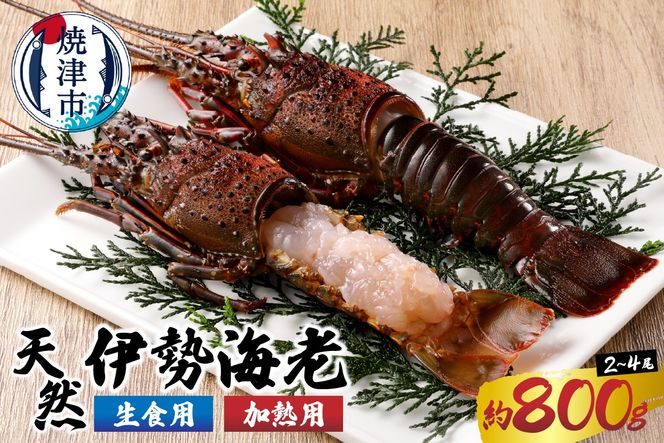 yÉĒÎsza40-075@ɐCV OZbgA hgp{ĕp