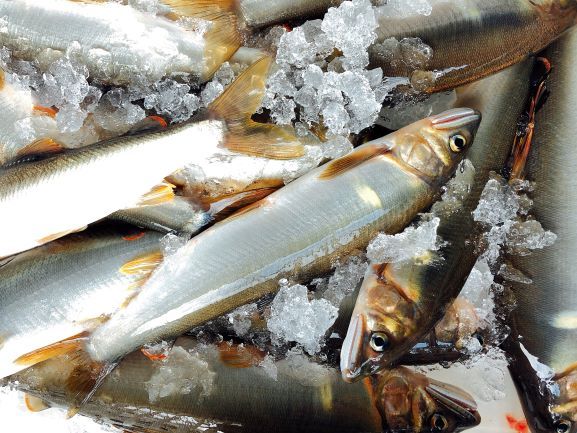 （2026年先行受付）高知県仁淀川の天然鮎　約500ｇ