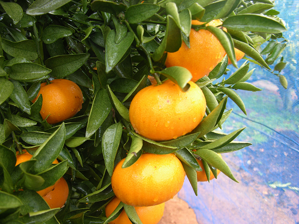 急速冷凍！冷凍みかん JAむなかた柑橘ブランド｢姫神｣2kg 甘くておいしいみかん【JAほたるの里】_HA0269