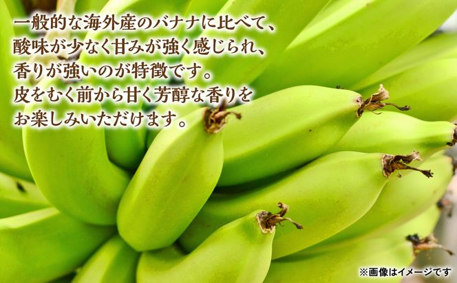 たかきのバナナ 5本入 化粧箱入り ばなな 果物 フルーツ ギフト 国産 朝食 スムージー 熊本県 八代市