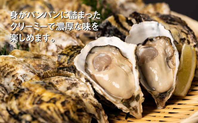 【先行予約】 牡蠣　鏡オイスター 生食用 1.5kg オイスター 新鮮【2024年12月中旬より順次発送】 