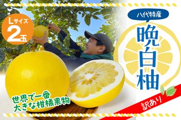 【先行予約】 【訳あり】 八代市産 晩白柚 2玉 柑橘 果物 フルーツ 熊本県産 【2024年12月上旬より順次発送】