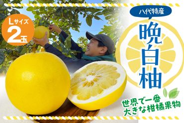 【先行予約】 八代市産 晩白柚 2玉 柑橘 果物 フルーツ 熊本県産 【2024年12月上旬より順次発送】