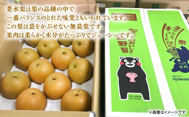【先行予約】 熊本県産 豊水梨 14玉（約5kg） 【2024年8月上旬より順次発送】