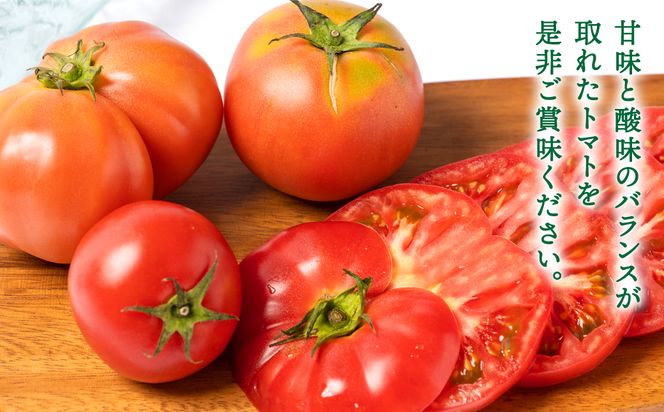 【先行予約】 【訳あり】 八代市産 規格外トマト 4.5kg 熊本県 トマト 野菜【2024年11月下旬より順次発送】