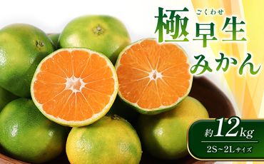 【先行予約】極早生みかん 約12kg（2S～2Lサイズ）みかん 新鮮 果物【2024年10月上旬より順次発送予定】