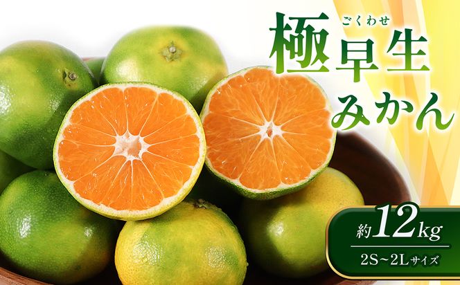 【先行予約】極早生みかん 約12kg（2S～2Lサイズ）みかん 新鮮 果物【2024年10月上旬より順次発送予定】