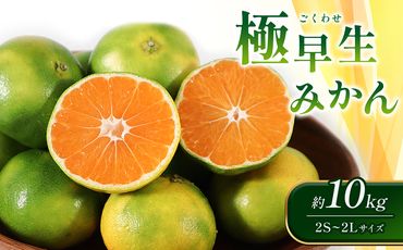 【先行予約】極早生みかん 約10kg（2S～2Lサイズ）みかん 新鮮 果物【2024年10月上旬より順次発送予定】