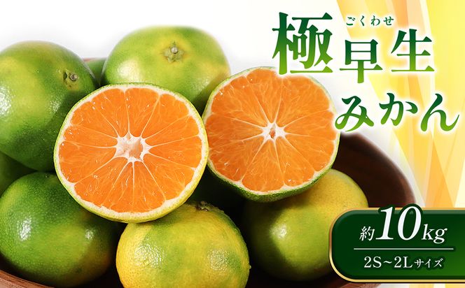 【先行予約】極早生みかん 約10kg（2S～2Lサイズ）みかん 新鮮 果物【2024年10月上旬より順次発送予定】