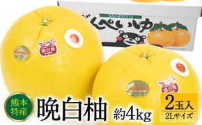 【先行予約】 熊本県八代市産 晩白柚 2Lサイズ 2玉入り 約4kg 果物 くだもの フルーツ 柑橘類 青果物 特産品 お取り寄せ 【2025年12月中旬より順次発送】