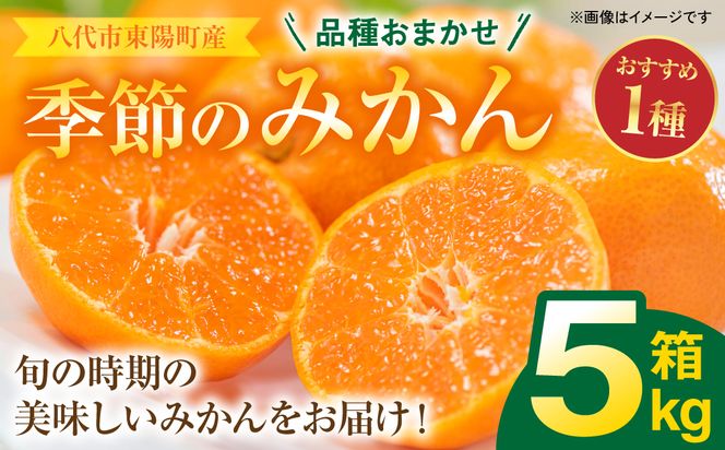 【先行予約】 八代市東陽町産の季節のみかん5kg箱 【2024年9月下旬発送開始】