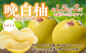 【先行予約】 八代市産 晩白柚 Lサイズ 2玉入り 合計約3kg 果物 くだもの フルーツ ばんぺいゆ 柑橘 旬 国産 特産品 熊本県 八代市 【2025年12月下旬より順次発送】