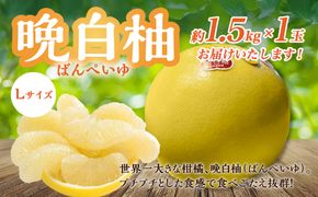 熊本県八代市産 晩白柚 Lサイズ 1玉入り 果物 くだもの フルーツ ばんぺいゆ 柑橘 旬 国産 特産品 熊本県 八代市