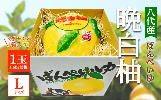 yF{szys\z Y ӔM 1 LTCYi܃̔j  k ʕ t[c F{Y ΂؂  k Yi { y2025N12{菇z