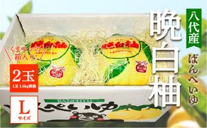 【先行予約】 八代産 晩白柚 2玉 Lサイズ（くまモンの箱入り）  柑橘 果物 フルーツ 熊本県産 ばんぺいゆ 八代 柑橘 特産品 旬 【2025年12月中旬より順次発送】