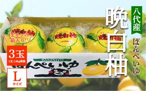 【先行予約】 八代産晩白柚3玉　Lサイズ(くまモンの箱入り) 【2024年12月中旬より順次発送】