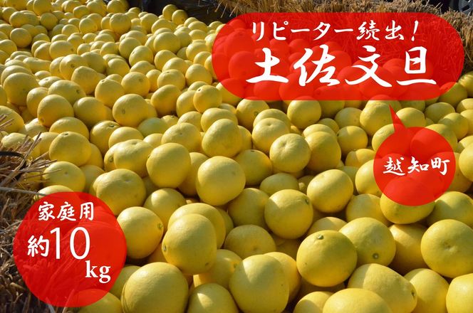 【先行予約 2027年2月～発送】森下さん家の土佐文旦 10kg 家庭用 フルーツ 果物 柑橘 ぶんたん 産地直送 高知県