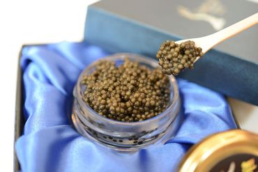 中津川キャビア S Caviar  食べ比べ4種（オシェトラ＋3種） 210-001
