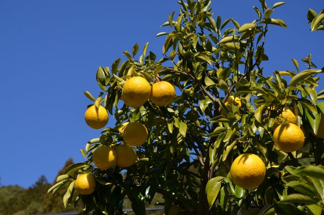 【2026年発送】森下さん家の(家庭用)土佐小夏（約5kg）