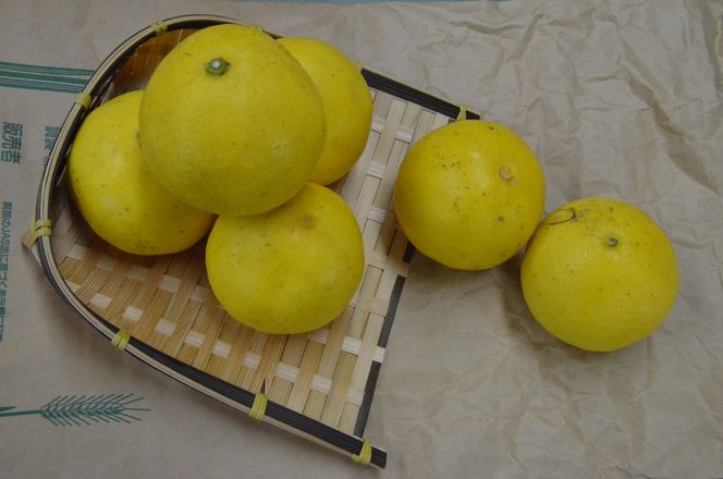 【2026年発送】森下さん家の(家庭用)土佐小夏（約5kg）