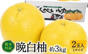 【先行予約】 熊本県八代市産 晩白柚 Lサイズ 2玉入り 約3kg 果物 くだもの フルーツ 柑橘類 青果物 特産品 お取り寄せ 【2025年12月中旬より順次発送】