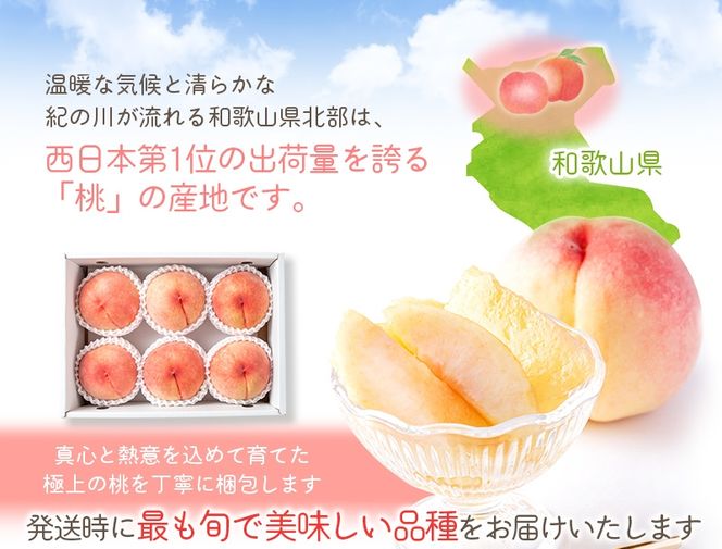 【先行予約受付】和歌山県産 の 美味しい 桃 （11～15玉入り）【2026年6月中旬頃から8月上旬頃順次発送予定】 和歌山 もも モモ 桃 ギフト 贈り物 プレゼント 夏ギフト 果物 フルーツ 人気 産地直送 和歌山県 お取り寄せ【mat100C】