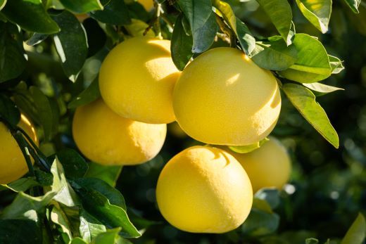 土佐文旦 5kg 家庭用 (2L～4Lサイズ) 先行予約 期間限定 間城農園 - 柑橘類 果物 くだもの フルーツ ぶんたん ブンタン 送料無料 高知県 香南市 ms-0079