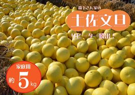 【先行予約受付中 2025年発送】森下さん家の(家庭用)土佐文旦(約5kg/8～12玉) 　フルーツ 果物 新鮮 柑橘