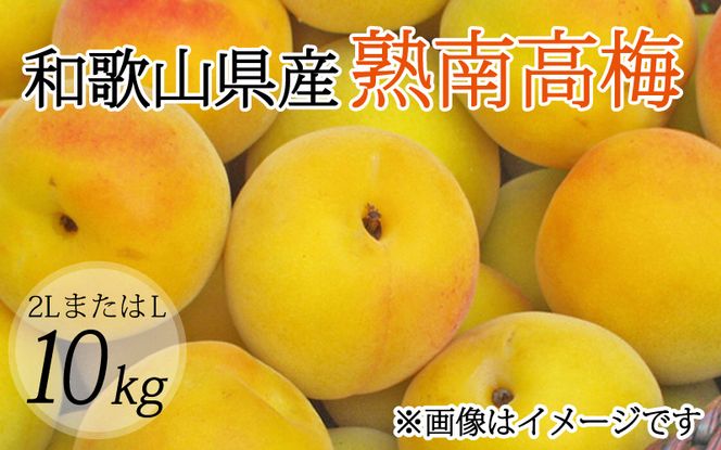 【梅干・梅酒用】（2LまたはL－10Kg）熟南高梅＜2025年6月上旬～7月上旬ごろに順次発送予定＞  【art011A】  