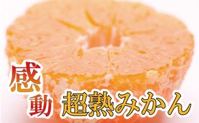 家庭用　超熟有田みかん1.5kg+45g（傷み補償分）【わけあり・訳あり】【菊みかん入り】【光センサー選別】＜11月上旬より順次発送予定＞【ikd004B】