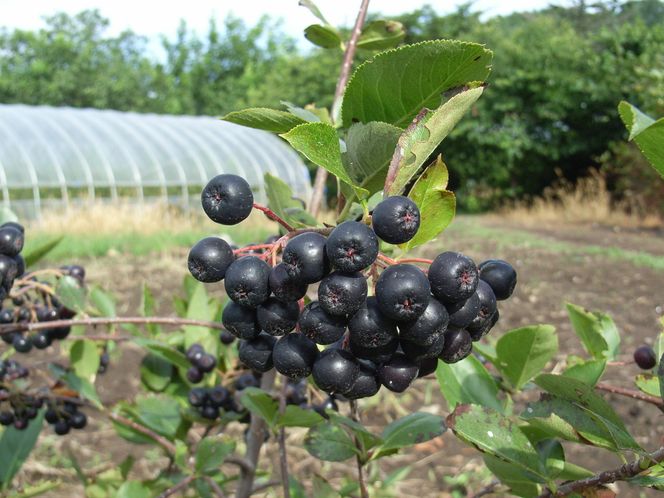 余市産 アロニア・ぶどう果汁100％ジュース 添加物無添加 180ｍｌ×30本セット_Y018-0070