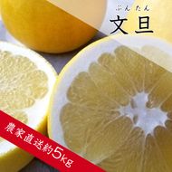 文旦（ぶんたん）(A361-1)