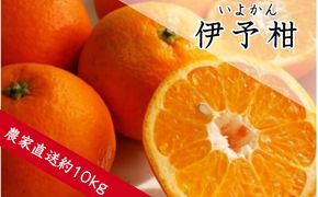 359.伊予柑（約10㎏）(A359-1)