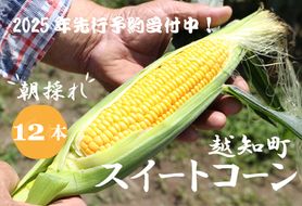 【2026年発送 先行受付】【期間限定】山中さんの朝採れ　スイートコーン