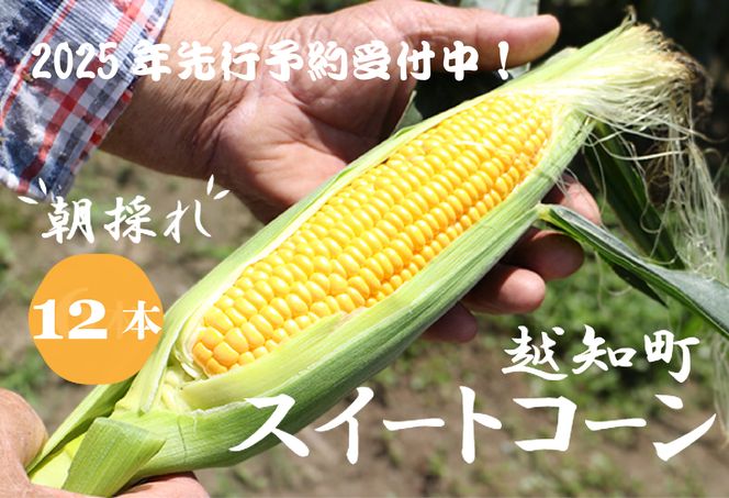 �y���m���z�m���z�y2026�N���� ��s��t�z�y���Ԍ���z�R������̒��̂�@�X�C�[�g�R�[��