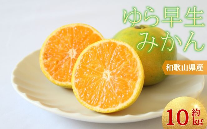 ＼光センサー選別／＼農家直送／甘くて濃厚！希少品種 ご家庭用 ゆら早生みかん  約10kg　サイズ混合　※2025年10月末で申込締切/ミカン 蜜柑 柑橘 フルーツ くだもの 果物 早生 温州 【nu