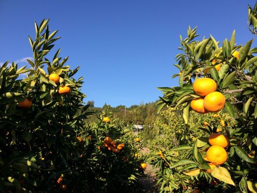 土佐の高知のくだもの畑 みかん(家庭用)10kg(5kg箱×2)  - 温州みかん ミカン 訳アリ 蜜柑 ミカン 柑橘 柑橘類 フルーツ 果物 kd-0027
