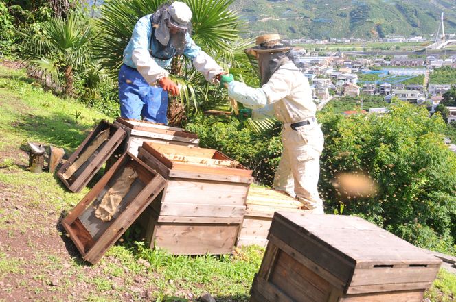 1016.山花のはちみつチューブボトル300ｇ 3個（A1016-1）
